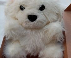 Soft Toy Dog in a Box