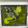 Classic Beauty 40x50cm - natural moss Image 2