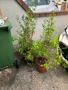 Pomegranate Trees
