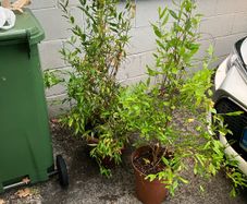 Pomegranate Trees