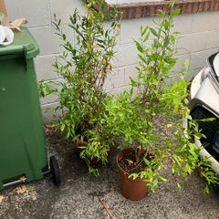 Pomegranate Trees