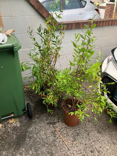 Pomegranate Trees