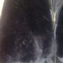 ladies print sleeveless top/cape Image 4