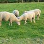Charollais Rams Suffolk Rams Image 9