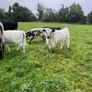 Suckler cows and calves Organic Speckle Park Image 5