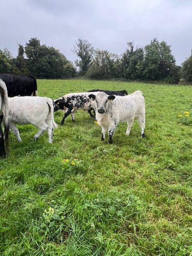 Suckler cows and calves Organic Speckle Park