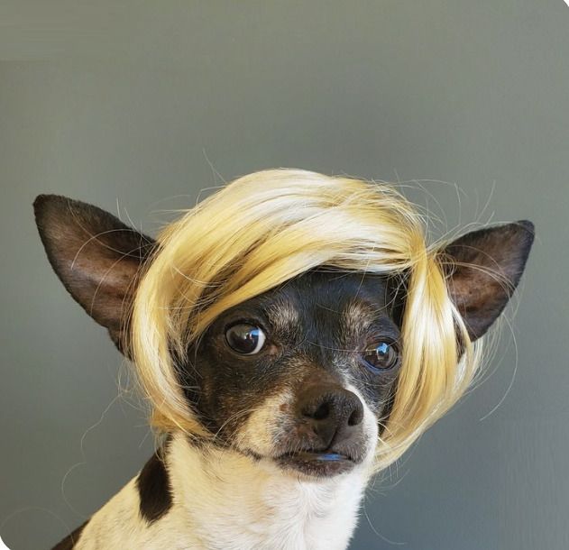 Halloween Wig