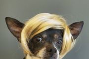 Halloween Wig