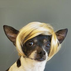 Halloween Wig