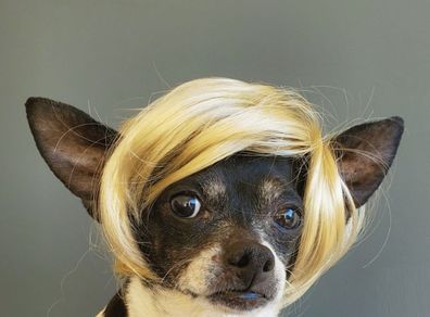 Halloween Wig