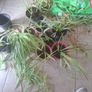 spider plant Image 3