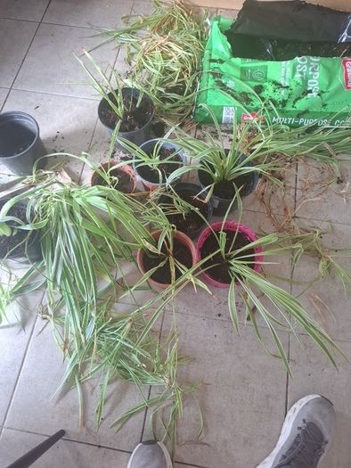 spider plant