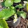 Organic Strawberry plants Image 3