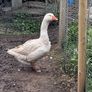 Pair of geese. Image 3