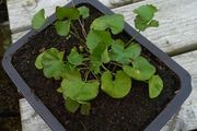 Gotu kola ( Centella asiatica) plant