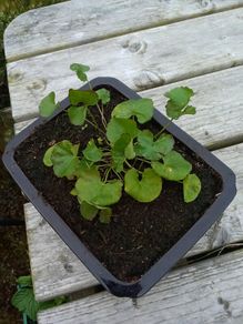 Gotu kola ( Centella asiatica) plant