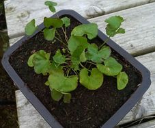 Gotu kola ( Centella asiatica) plant