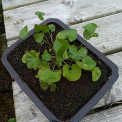 Gotu kola ( Centella asiatica) plant