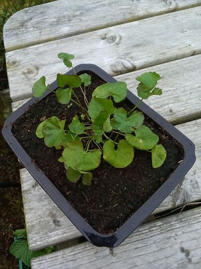 Gotu kola ( Centella asiatica) plant