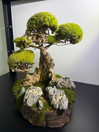 Bonsai Tree with natural moss 45x35cm