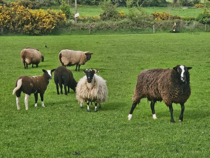 Zwarble Sheep