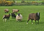 Zwarble Sheep