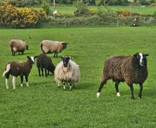 Zwarble Sheep