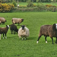 Zwarble Sheep