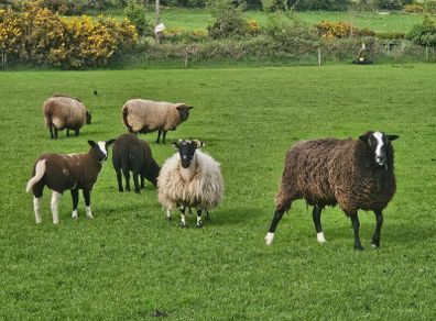Zwarble Sheep
