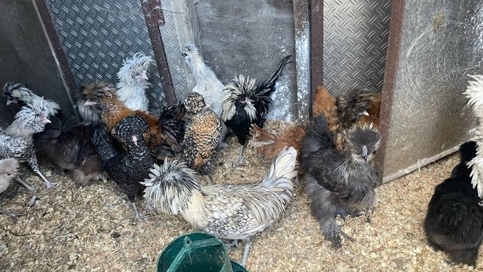 polish roosters