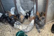 polish roosters