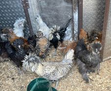 polish roosters
