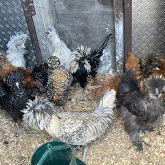 polish roosters