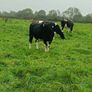British friesian incalf heifers for sale Image 4