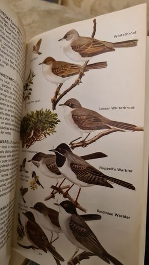 Birds Of Britain And Europe. The Hamlyn Guide. By Bertel Bruun. Illustrated By Arthur Singer. 516 Birds In Colour & 448 Maps. Paperback In FAIR CONDITION. 32..