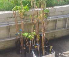Horse Chestnut x 5