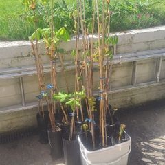 Horse Chestnut x 5