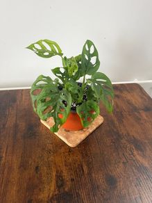 Monstera adensonii/ Swiss cheese plant house plant
