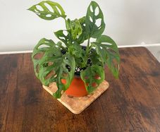 Monstera adensonii/ Swiss cheese plant house plant