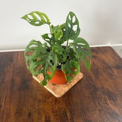 Monstera adensonii/ Swiss cheese plant house plant