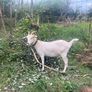 goat Image 3