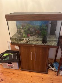 fish