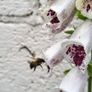 Foxglove plant. White and pink. Bee friendly plants. Image 4