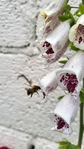 Foxglove plant. White and pink. Bee friendly plants.