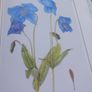 V large hardback book, An Irish Florilegium, D18 post 15e Image 9