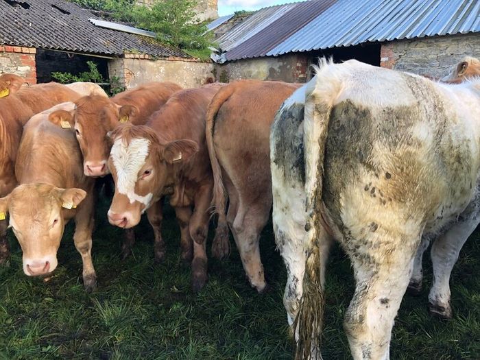 47 super store heifers 450 kg