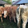 47 super store heifers 450 kg Image 9