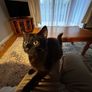 Kittens Image 8