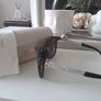 Jimmy Choo Sunglasses Image 3