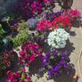 Hanging basket Image 4